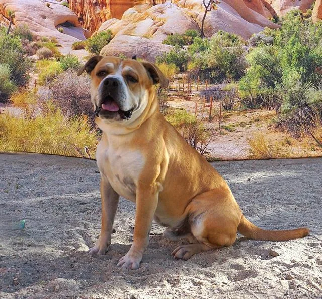 A young medium-sized male Pit Bull Terrier dog named Ronald for adoption in Riverside, CA
