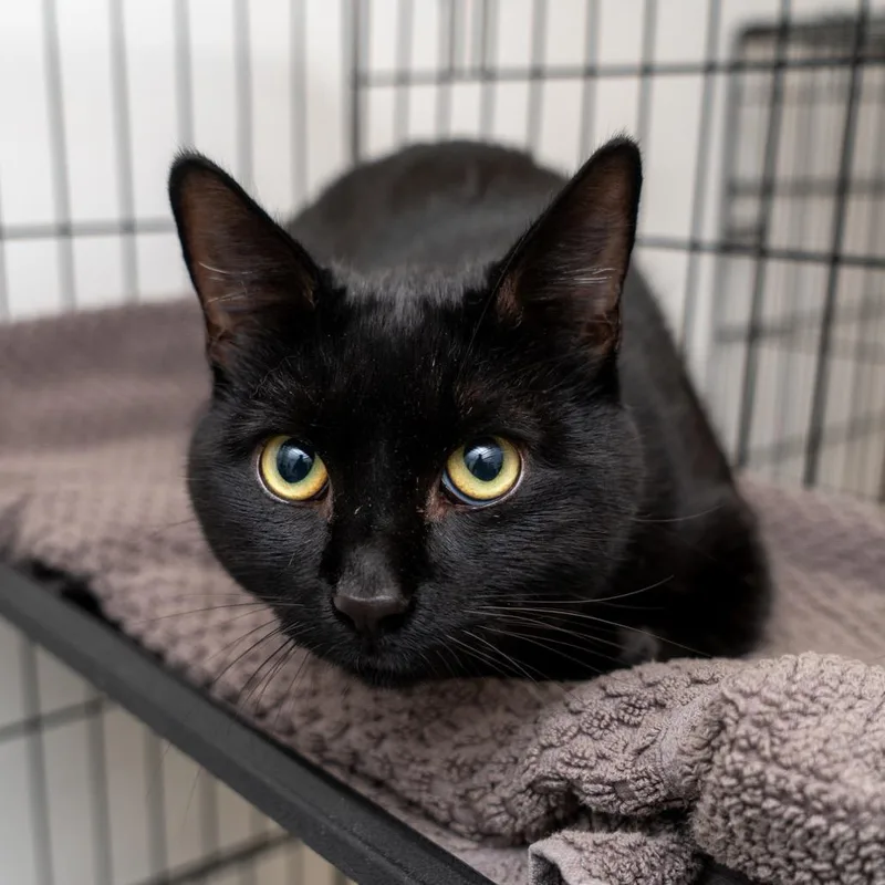 An adult large-sized male Black Domestic Short Hair cat named Jaguar for adoption in New York, NY