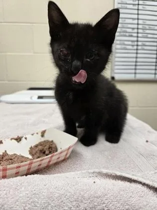A baby small-sized male Domestic Short Hair cat named Ben for adoption in Westland, MI