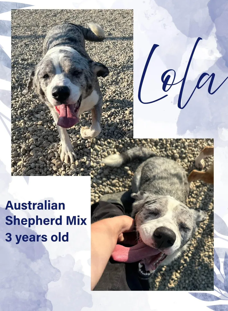 An adult large-sized female Merle (Blue) Australian Shepherd dog named Lola for adoption in Danville, IN
