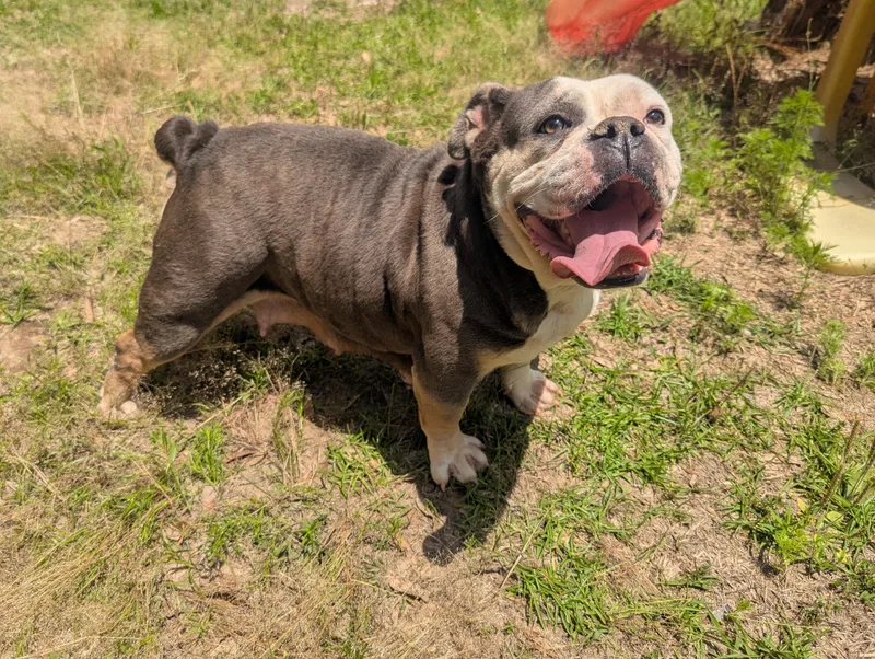 An adult large-sized female American Bulldog dog named Jada for adoption in Fosters, AL