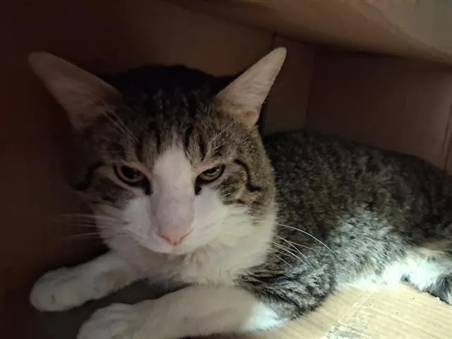 A young medium-sized male Domestic Short Hair cat named Chip for adoption in Bakersfield, CA