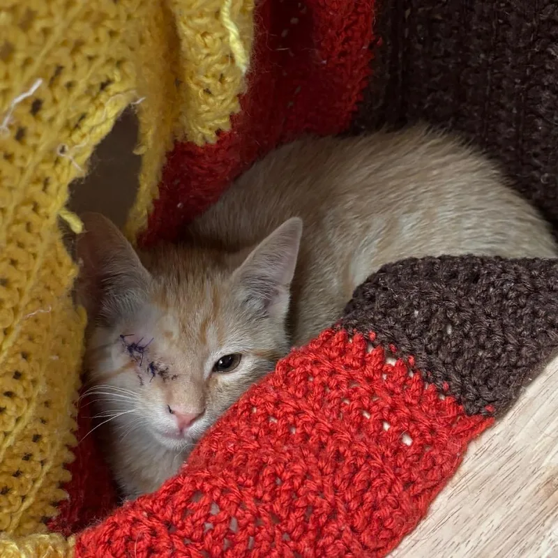 A baby small-sized male Orange / Red Domestic Short Hair cat named Optic w Blink for adoption in Flagstaff, AZ