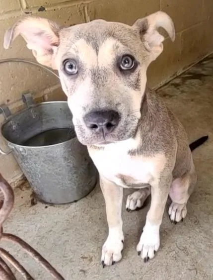 A baby medium-sized female Shepherd dog named Dipsy for adoption in Swainsboro, GA