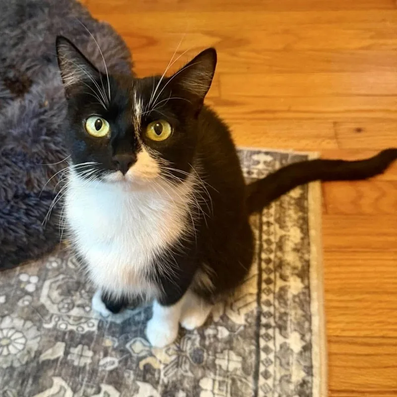 A young medium-sized female Black & White / Tuxedo Tuxedo cat named Cricket for adoption in Bethel, CT