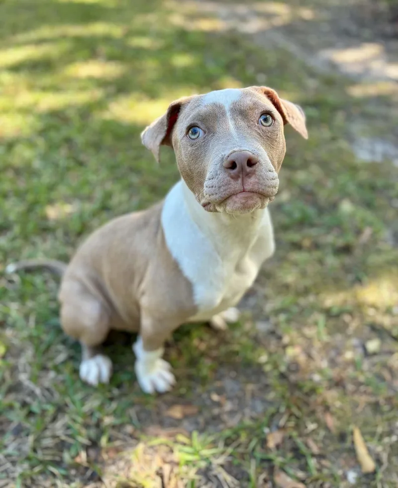 A baby medium-sized male Gray / Blue / Silver American Staffordshire Terrier dog named Oliver for adoption in Gulfport, MS