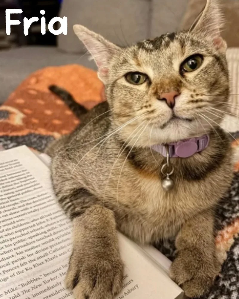 An adult medium-sized female Tabby (Brown / Chocolate) Domestic Short Hair cat named Fria for adoption in Fort Worth, TX