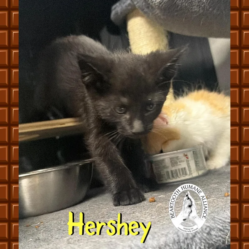 Hershey