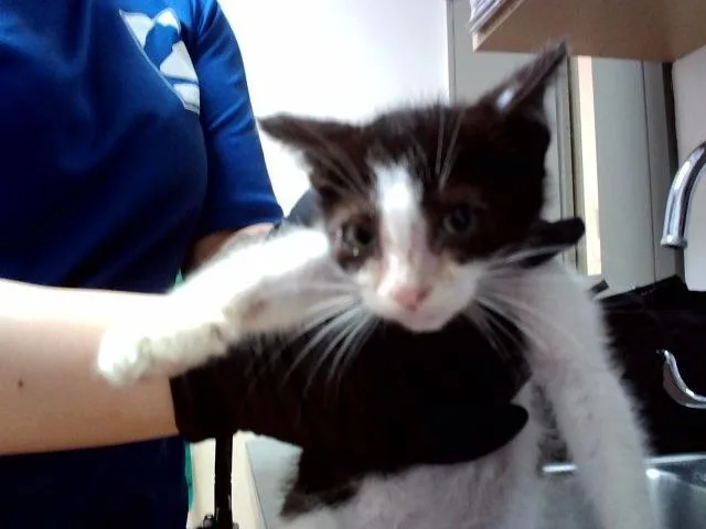 A baby small-sized male Domestic Short Hair cat named Firefly for adoption in Martinez, CA