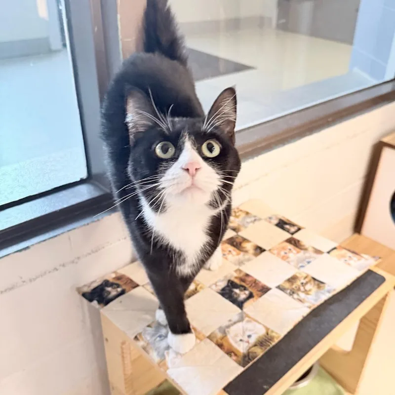 An adult medium-sized female Black Domestic Short Hair cat named Lucielle for adoption in Indianapolis, IN