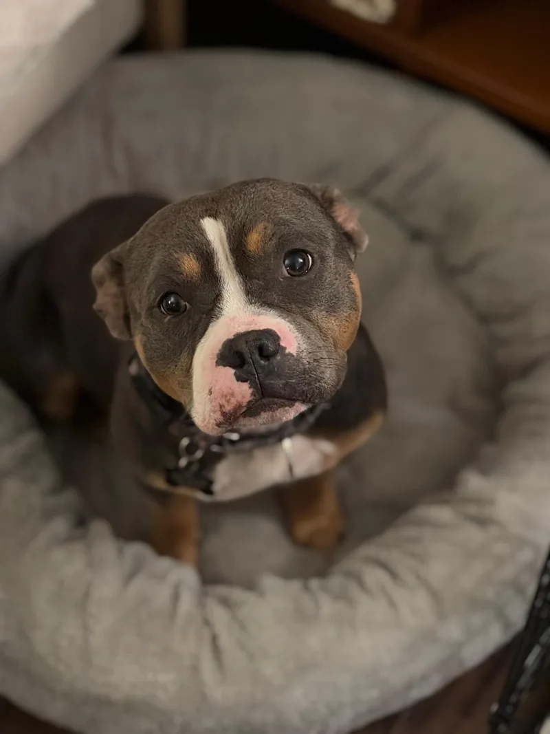 Dolly the pocket pittie thumbnail 3