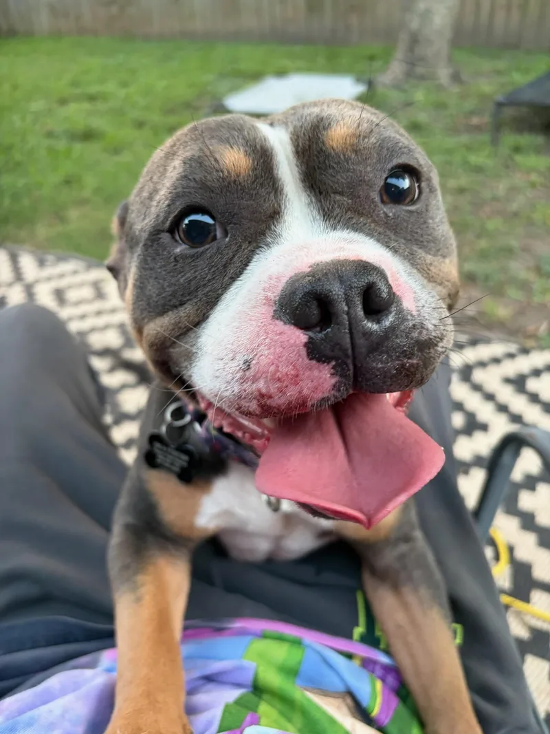 Dolly the pocket pittie thumbnail 6