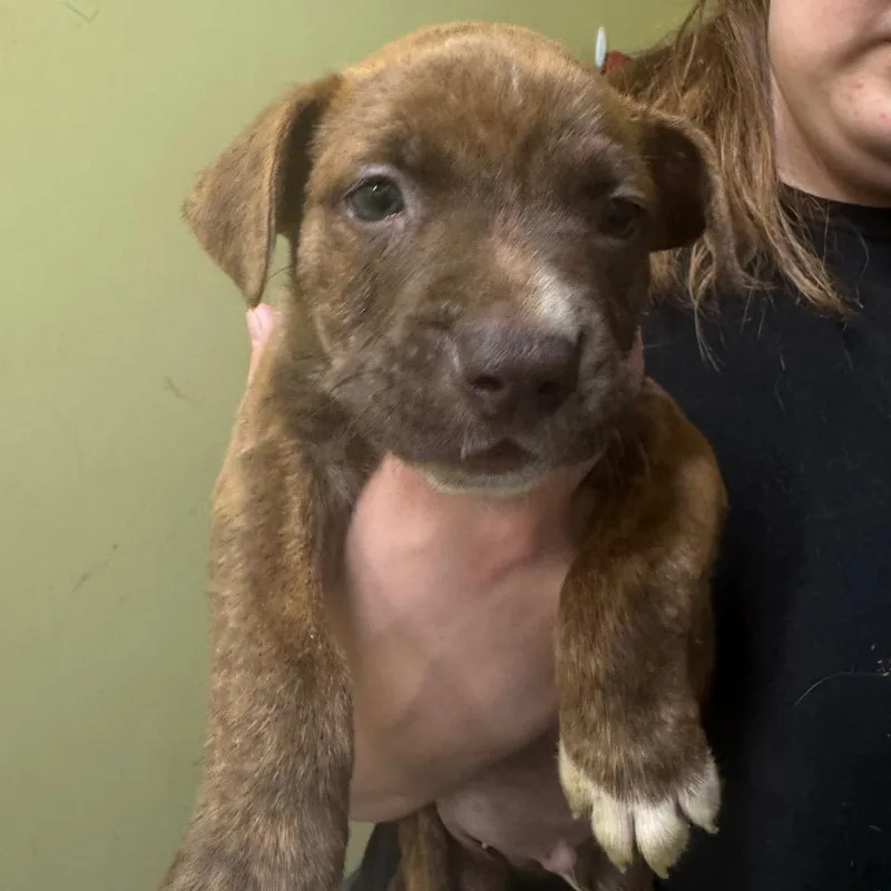 A baby small-sized male Brindle Plott Hound dog named Cleetus for adoption in Blue Ridge, GA