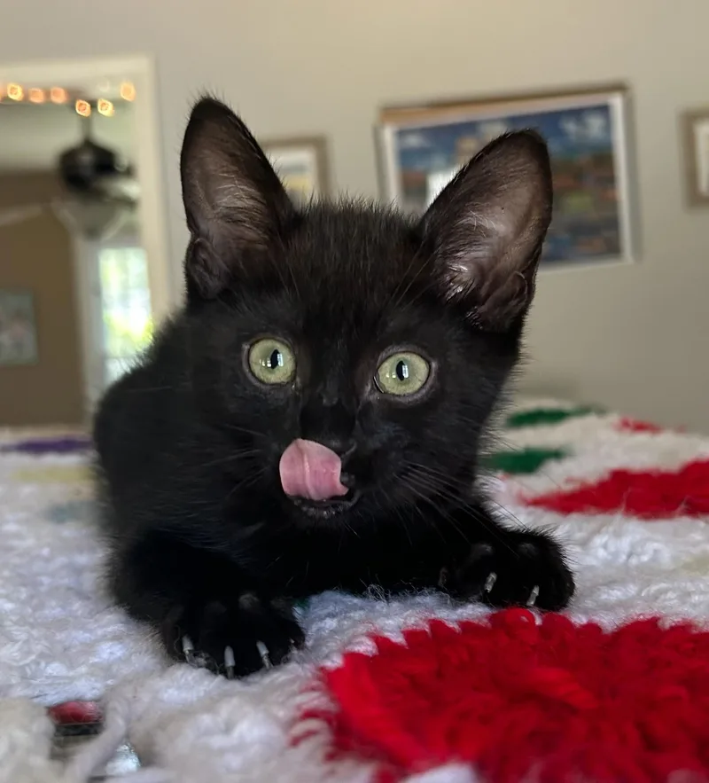 A baby small-sized male Black Domestic Medium Hair cat named Bear for adoption in Calera, AL