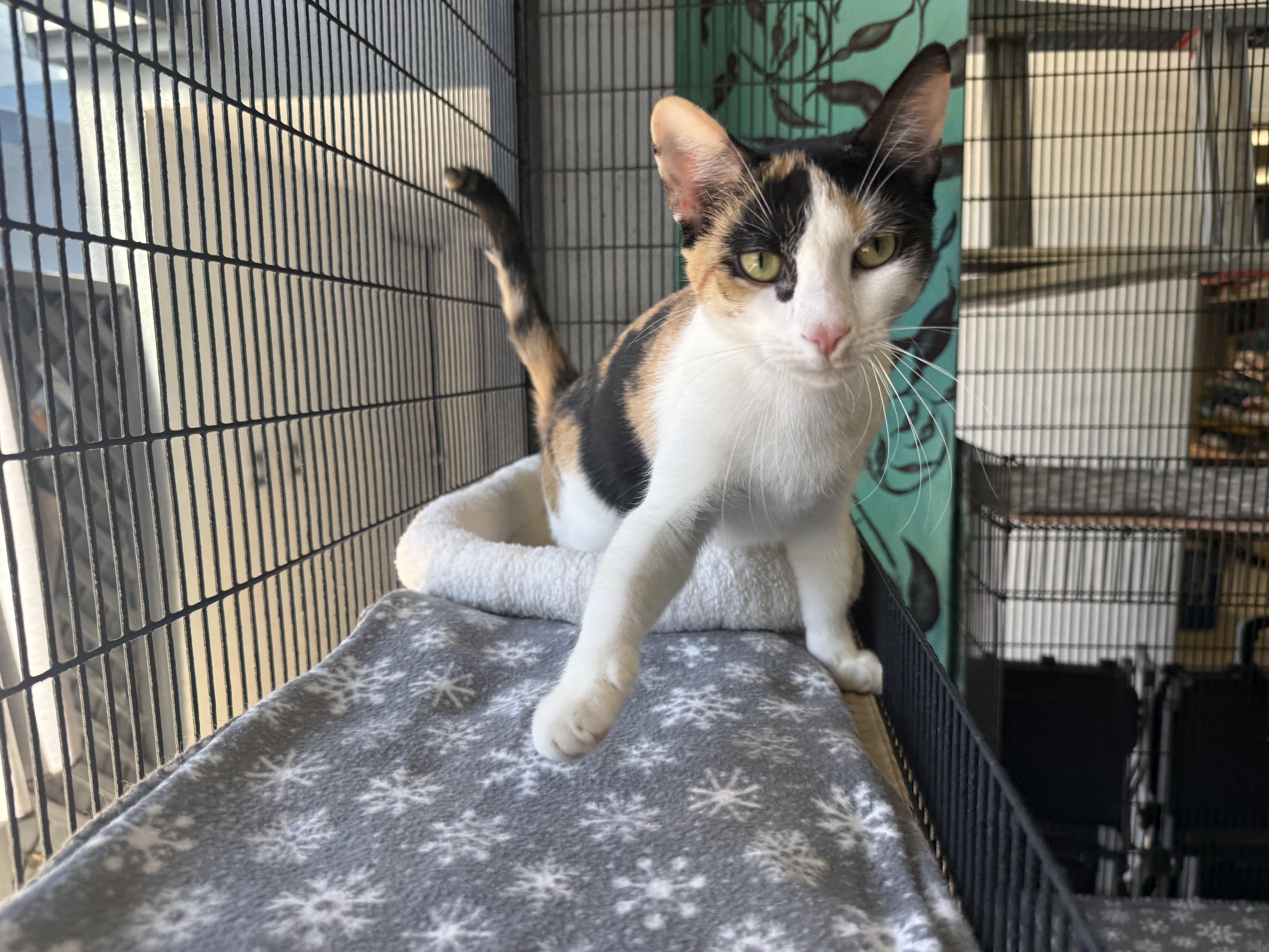 A young medium-sized female Calico cat named Arya for adoption in Newport Beach, CA