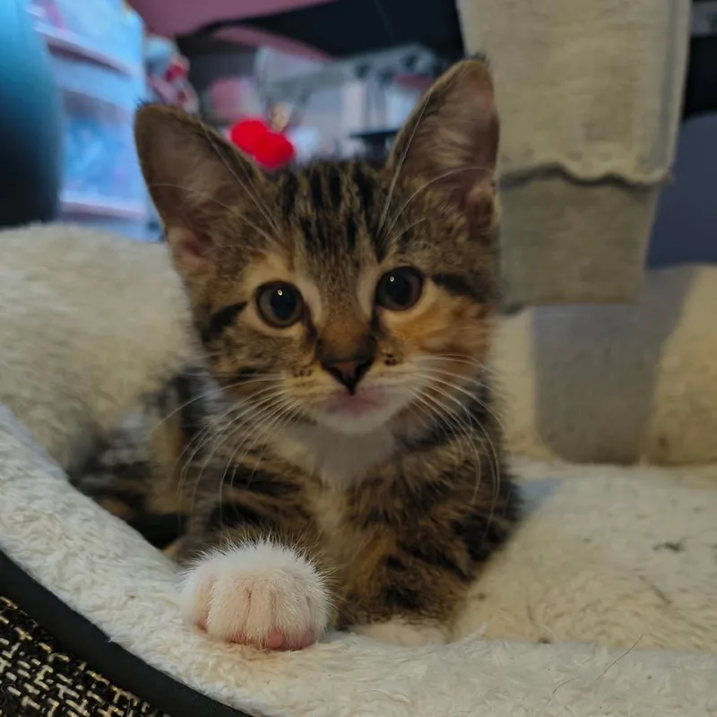 A baby small-sized female Torbie Domestic Short Hair cat named Twilight Cappuccino for adoption in Columbia, MO