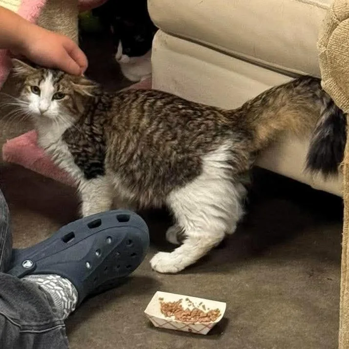 A young medium-sized male Domestic Medium Hair cat named James Dean for adoption in Shawnee, KS