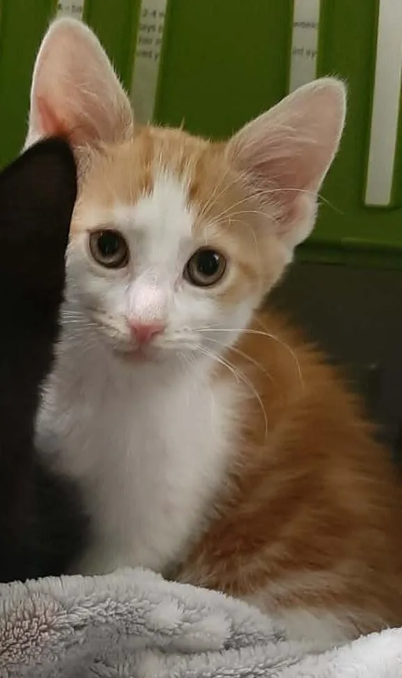 A baby medium-sized male Orange / Red Domestic Short Hair cat named Robin Hood for adoption in Georgetown, OH