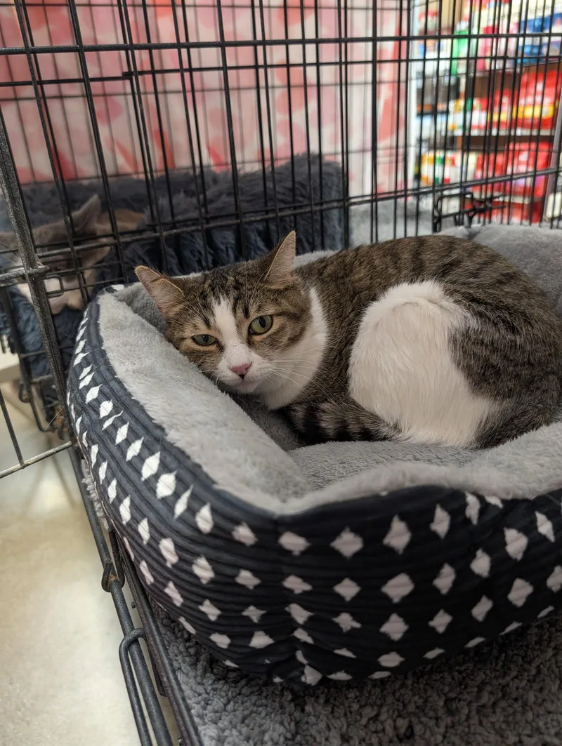 A young medium-sized female Domestic Short Hair cat named Keileigh for adoption in Monrovia, CA