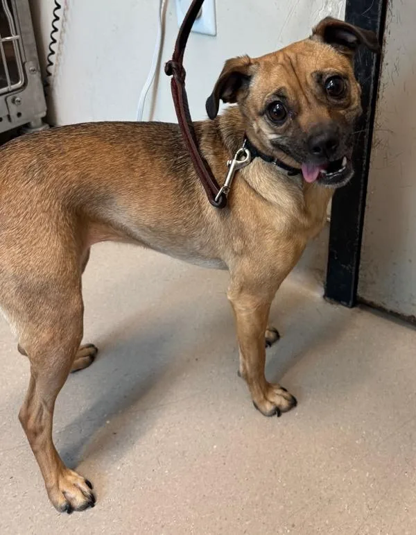 An adult small-sized female Pug dog named Dory Janae for adoption in El Cajon, CA