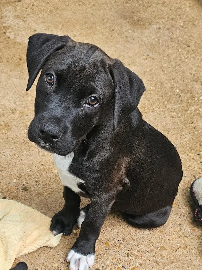 A young medium-sized female Mixed Breed dog named Trina Months for adoption in Sterling, MA