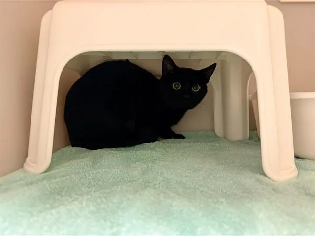 A young medium-sized male Domestic Short Hair cat named Salem for adoption in Statesville, NC