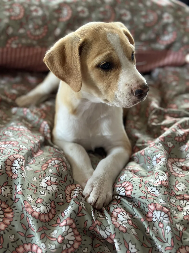 A baby medium-sized female Yellow / Tan / Blond / Fawn Labrador Retriever dog named Rose for adoption in Charleston , WV