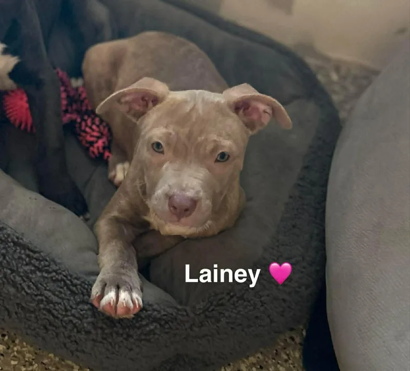 A baby medium-sized female American Staffordshire Terrier dog named Lainey for adoption in Salem, NH
