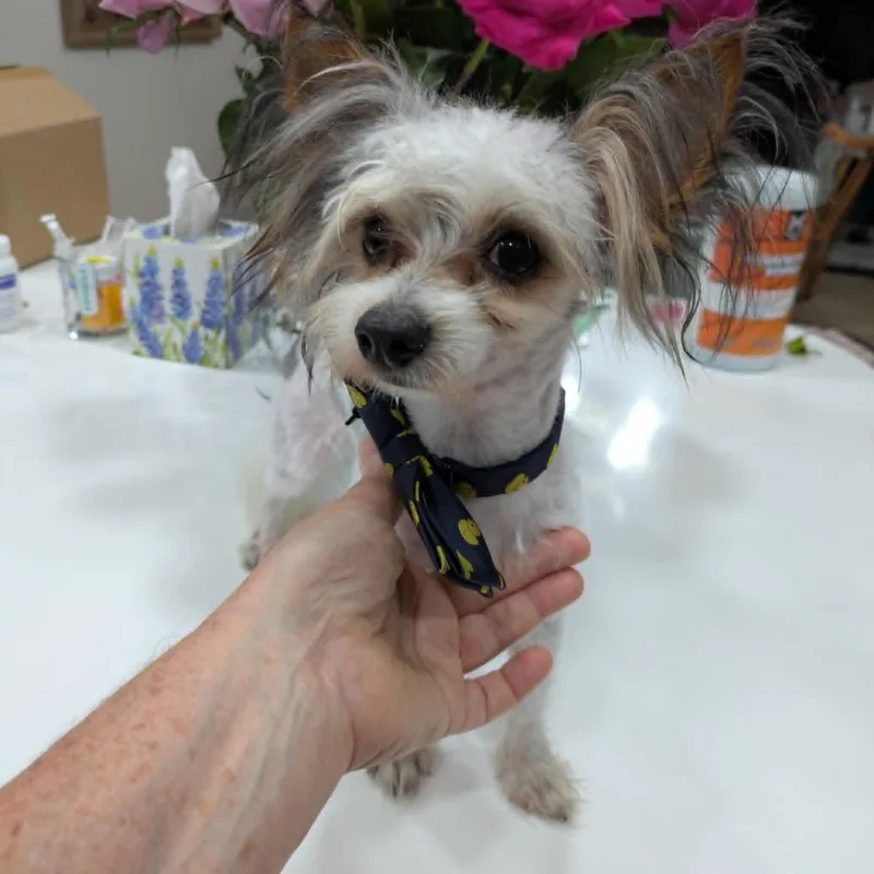 Bentley thumbnail 2