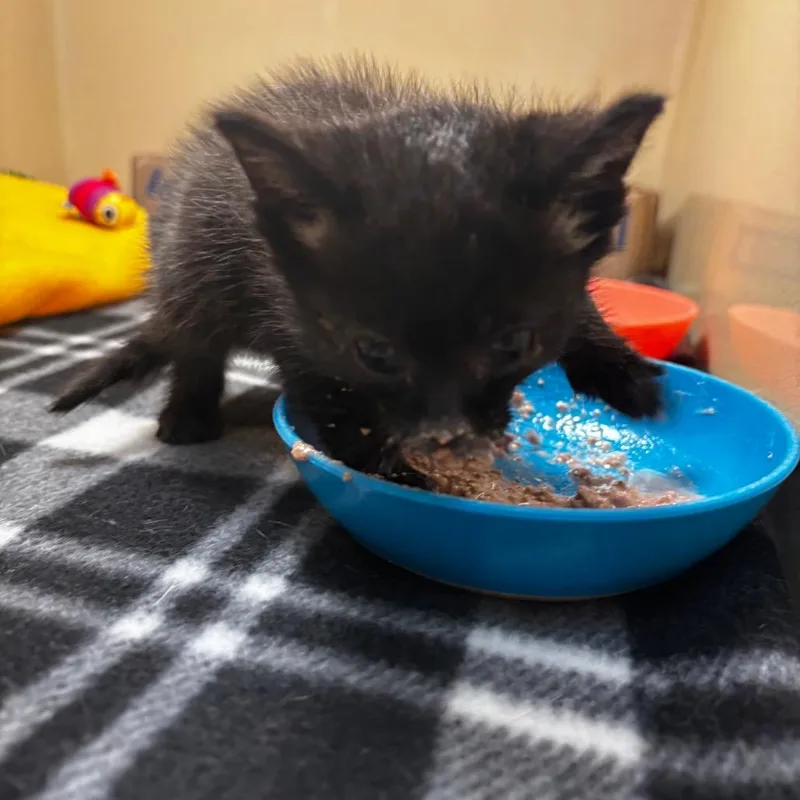 A baby small-sized female Black Domestic Short Hair cat named Halle Berry for adoption in Beckley, WV