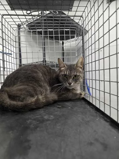 An adult small-sized female Domestic Short Hair cat named Ayla for adoption in Sevierville, TN