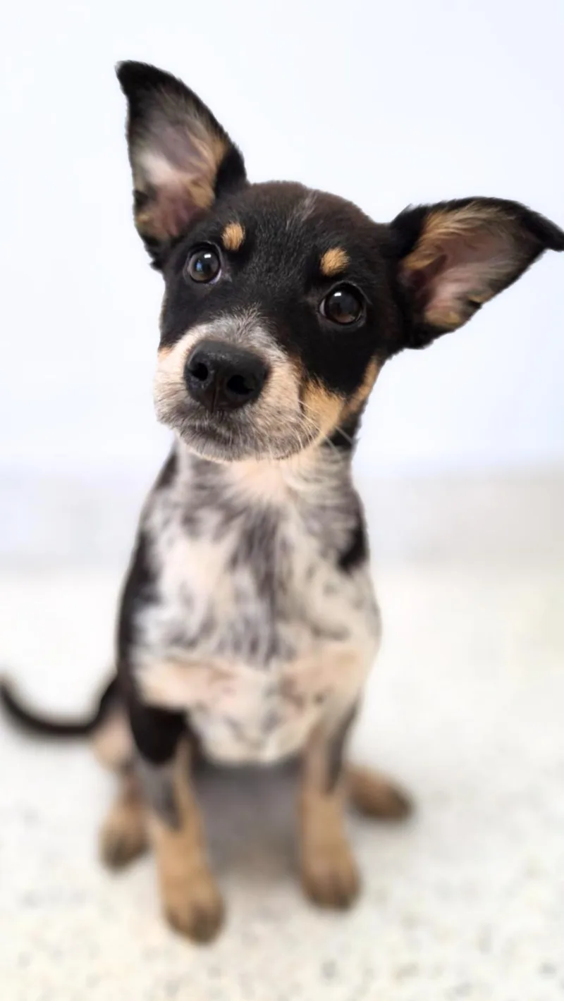 A baby medium-sized female Tricolor (Brown, Black, & White) Cattle Dog dog named Sahara for adoption in Scottsdale, AZ