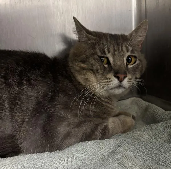 An adult large-sized male Domestic Short Hair cat named Trevonator for adoption in Silverdale, WA
