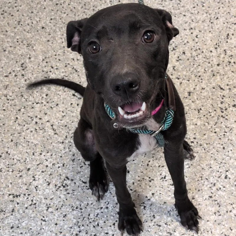 A young medium-sized female Black American Staffordshire Terrier dog named Bottomless Mimosa for adoption in Hattiesburg, MS