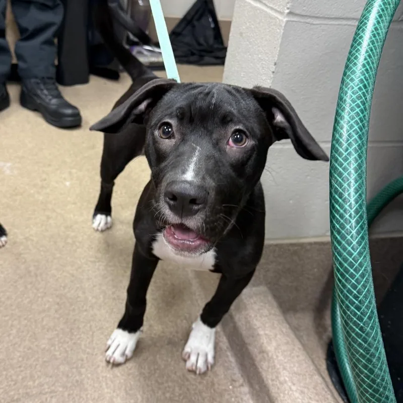 A baby medium-sized female Pit Bull Terrier dog named Precina for adoption in Hinesville, GA