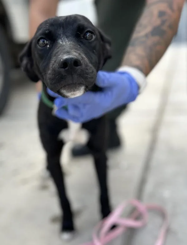 A young small-sized female Chihuahua dog named Chaco for adoption in Victorville, CA