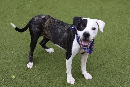 A senior medium-sized female Mixed Breed dog named Louise for adoption in Athens, GA