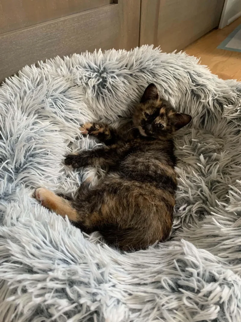 A baby medium-sized female Torbie Domestic Short Hair cat named Twix for adoption in Muskego, WI