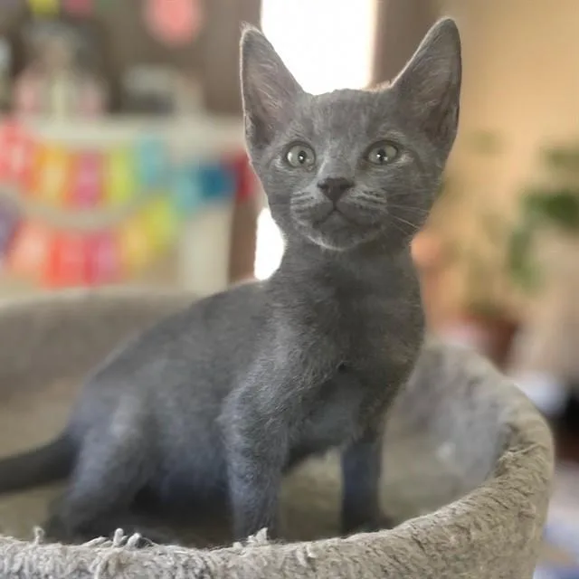 Valentina