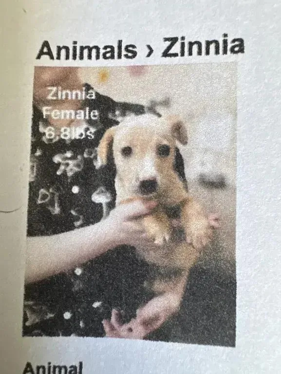 A baby small-sized female Brown / Chocolate Mixed Breed dog named Zinnia for adoption in Grand Rapids, MI