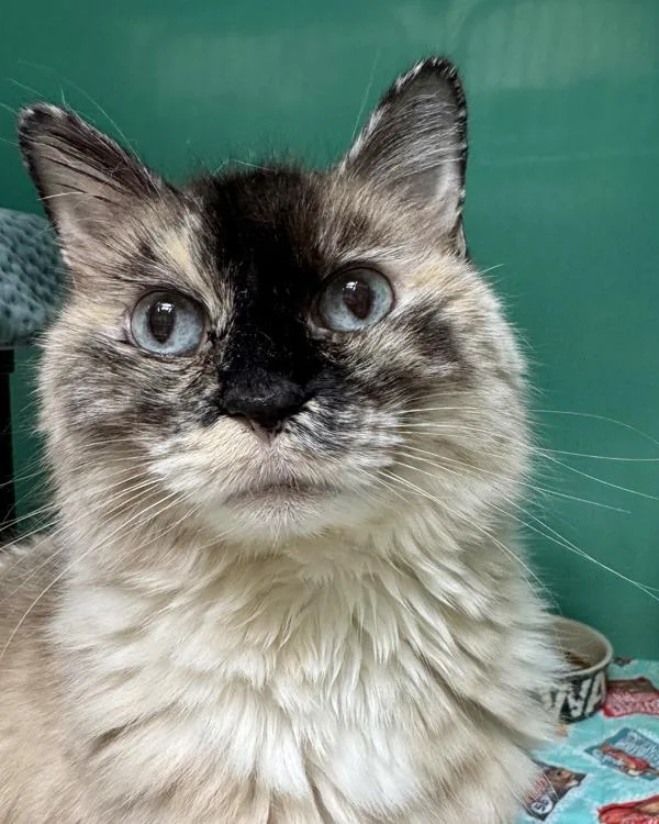 A senior medium-sized female Domestic Long Hair cat named Belle for adoption in Novato, CA
