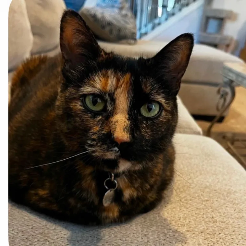 An adult extra large-sized female Tortoiseshell Domestic Short Hair cat named Millie @ PAWZ pet for adoption in Carmel, IN