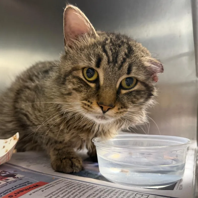 An adult medium-sized male Gray / Blue / Silver Domestic Short Hair cat named Bodine for adoption in Philadelphia, PA