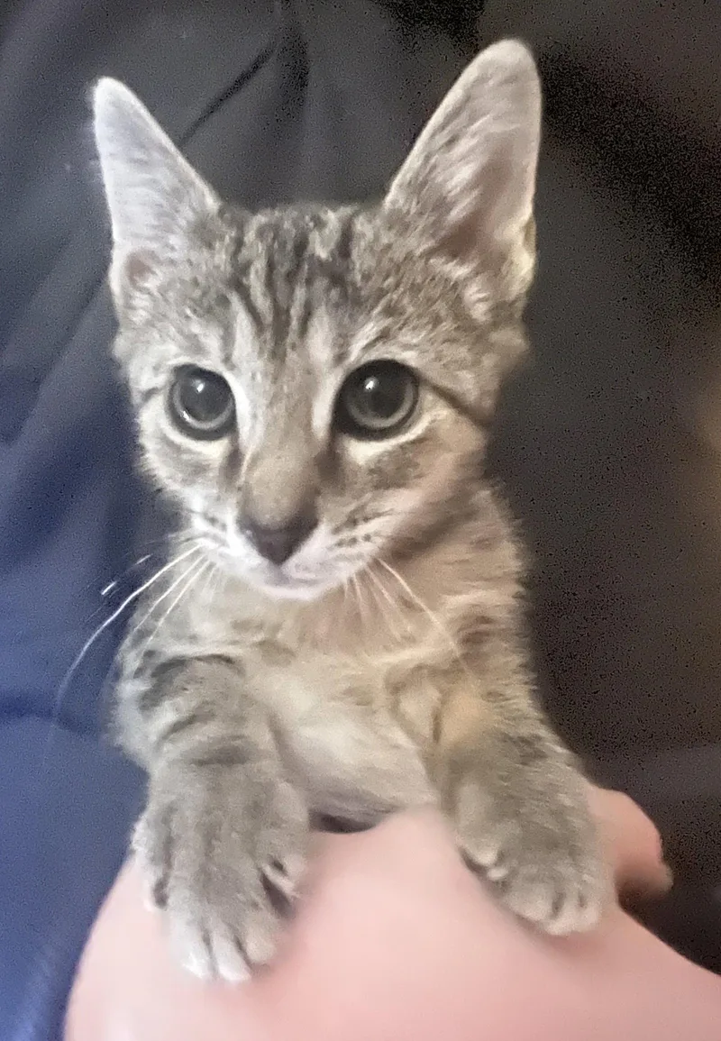 A baby medium-sized male Gray / Blue / Silver Domestic Short Hair cat named Bubba for adoption in Oviedo, FL