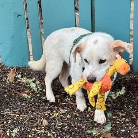 A senior small-sized male White / Cream Terrier dog named Chad for adoption in Pacific Grove, CA