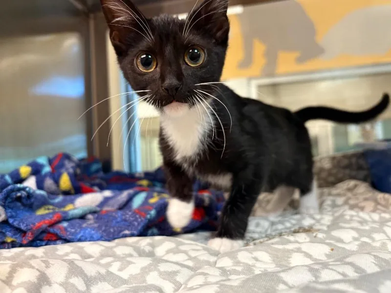 A baby small-sized female Domestic Short Hair cat named Blair for adoption in Seguin, TX