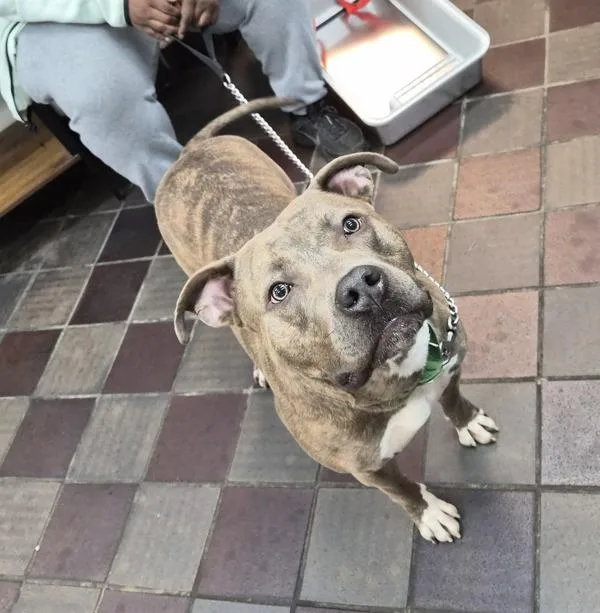 Zeus Atticus thumbnail 2