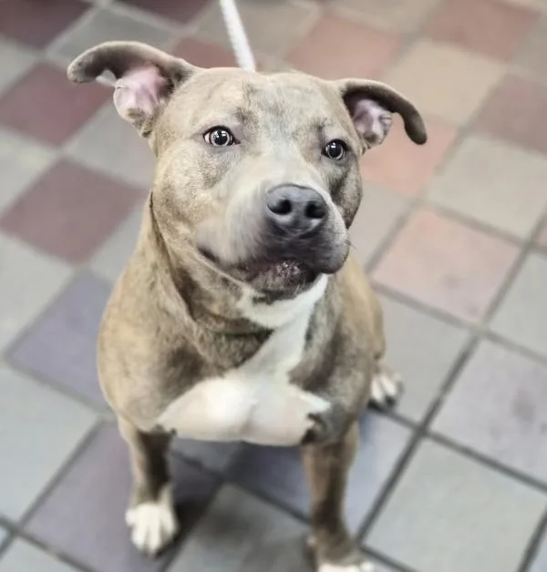 Zeus Atticus thumbnail 3