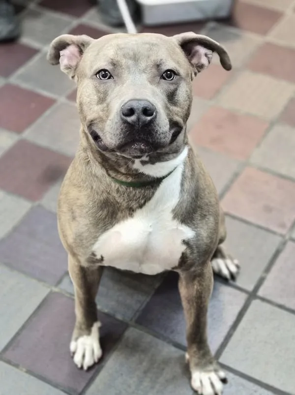 Zeus Atticus thumbnail 4