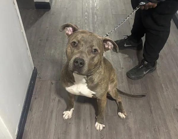 Zeus Atticus thumbnail 5